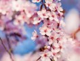 /album/photo-gallery/cherry-blossom-jpg1/